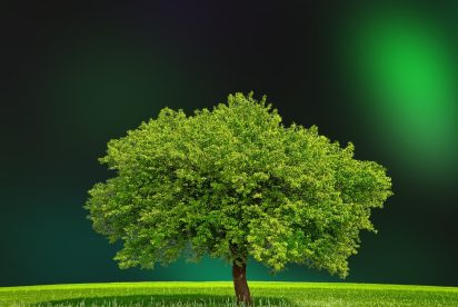 green, leafy tree on green field of grass, representing demand driven kpis
